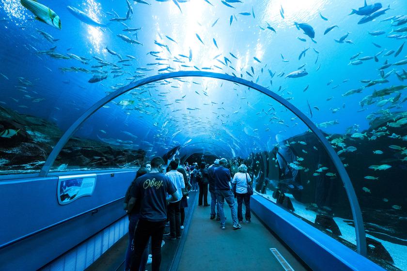 Best places to have a birthday party: Aquarium
